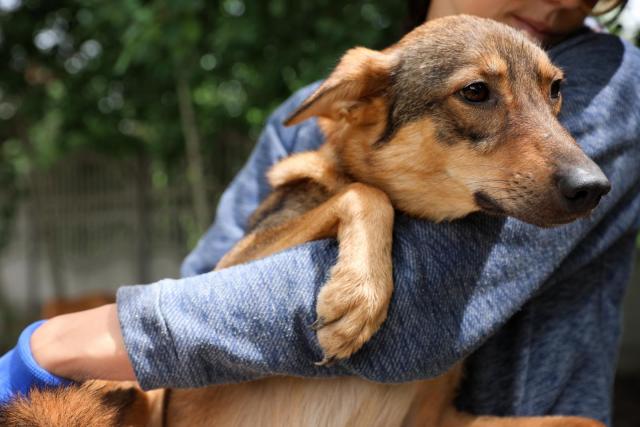 Die Tierhilfe Schutzengel kümmert sich um Tiere in Not ein Hund wird liebevoll versorgt