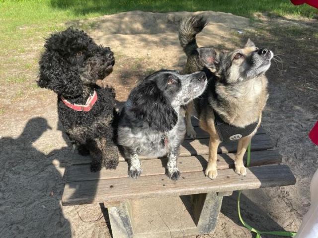 Unser Hunde sagen Danke Hunde sagen Danke