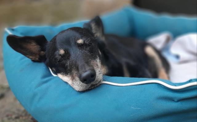 alte und kranke Hunde werden liebevoll gepflegt alte und kranke Hunde werden liebevoll gepflegt