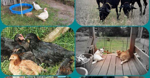 Auf dem TiKi-Lebenshof finden alte und kranke Tiere ein sicheres Zuhause Bildcolage mit Bildern von alten und kranken Tieren auf dem Schutzengel Lebenshof