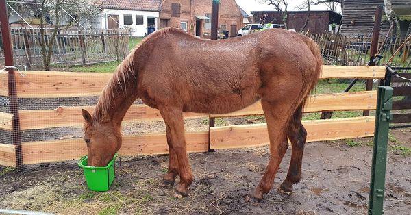 Unsere Seniorenponys bekommen gutes Futter Ein altes Pony beim Fressen