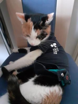 Flecki Katze nach der OP