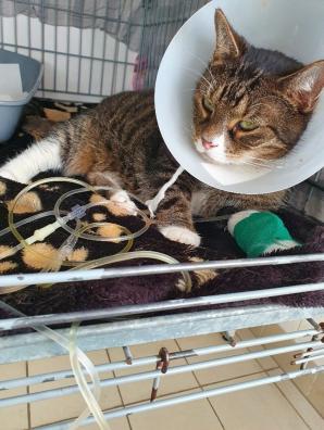 Sammy Katze mit Kragen nach OP