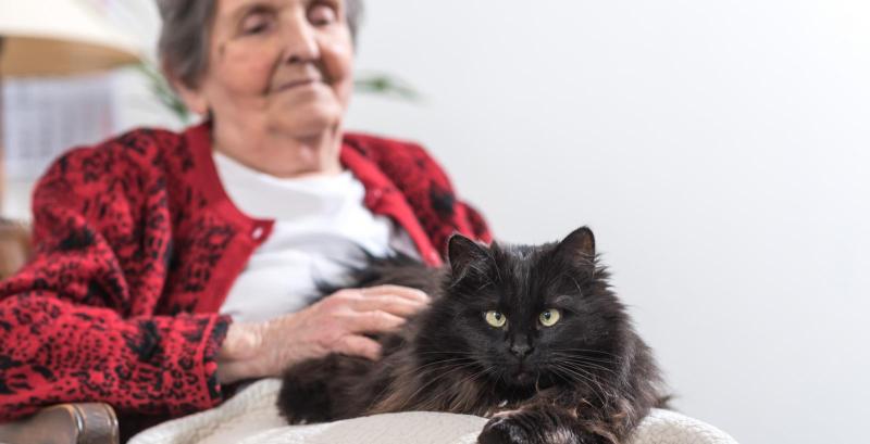Mit einer kleinen Rente können Tierarztkosten manchmal zu hoch sein. alte Dame mit Katze auf dem Schoß